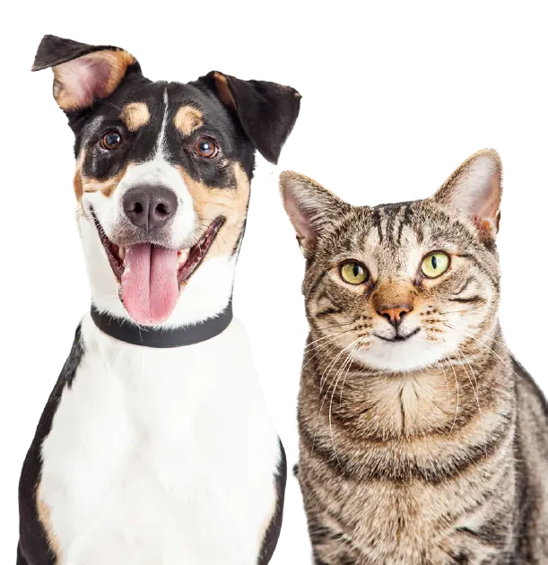 Apex Veterinary Clinic
