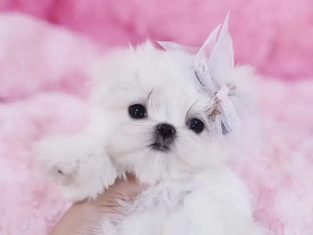 Art of Pets Grooming School