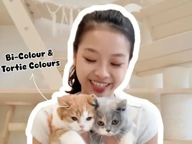 Cat Connoisseur