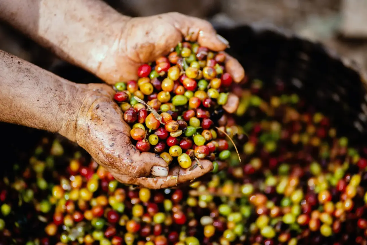 Common Man Coffee Roasters