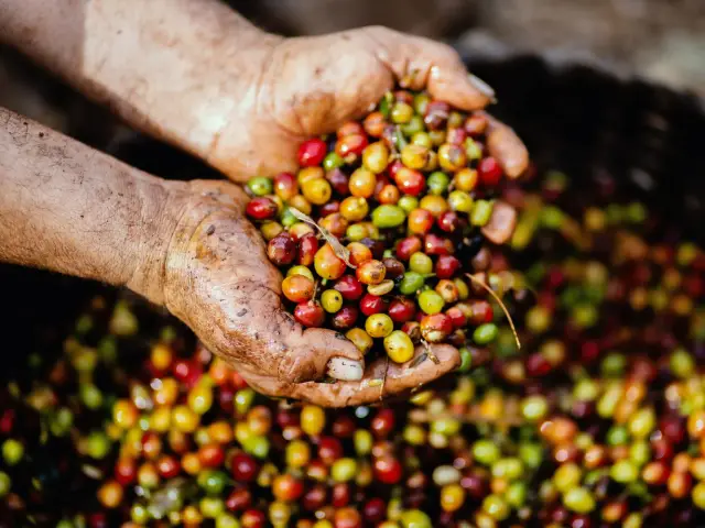 Common Man Coffee Roasters