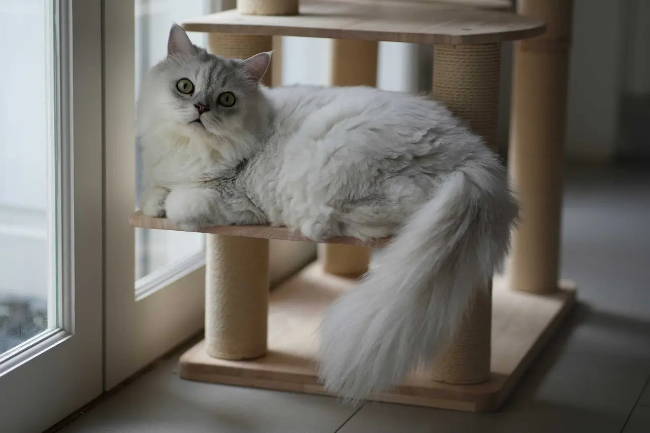 Cradle Cat Hotel