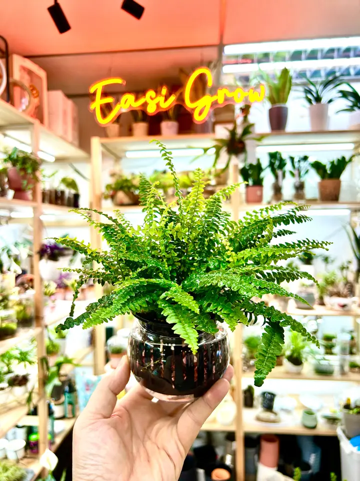 Easi Grow