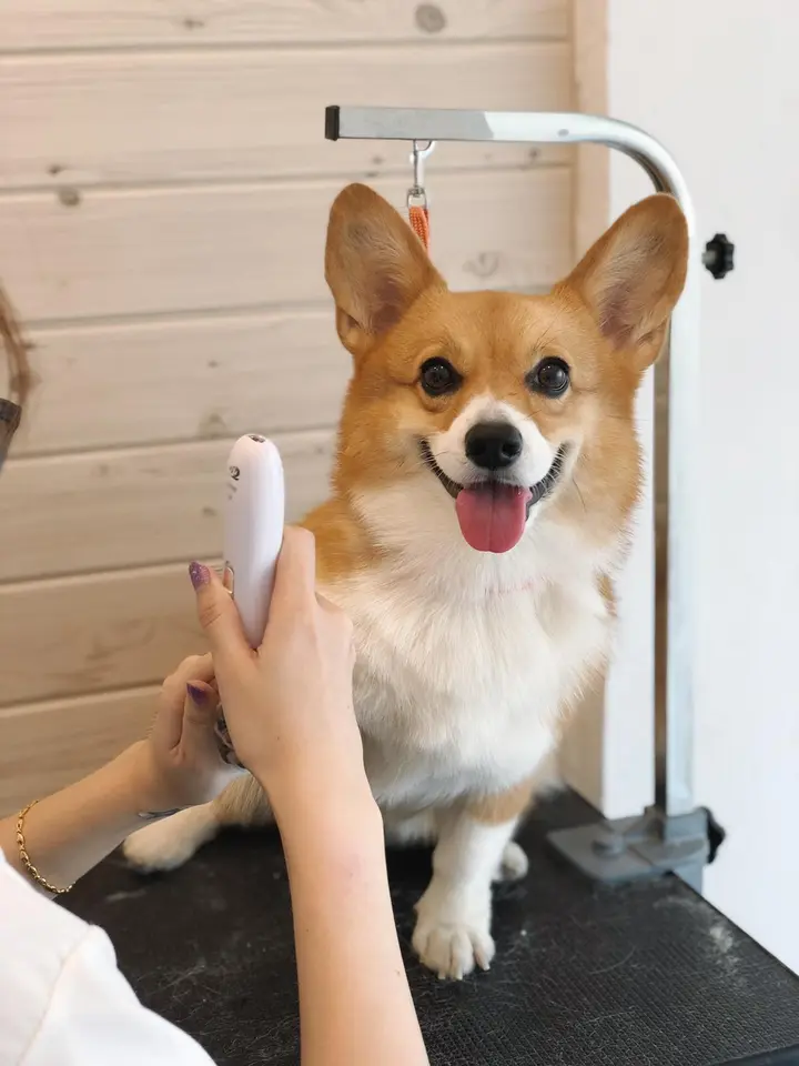 Grooming Loft