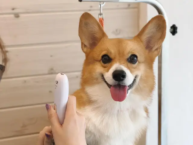 Grooming Loft