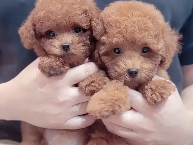 Little Black Nose