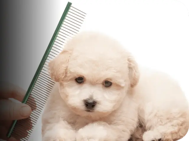 Masmasgroomers Pet Grooming Centre