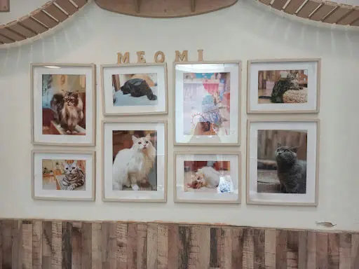 Meomi Cat Cafe