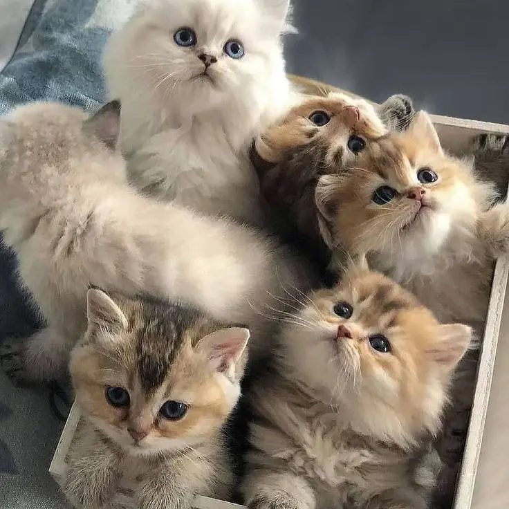 Meow Meow Wonder