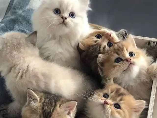 Meow Meow Wonder