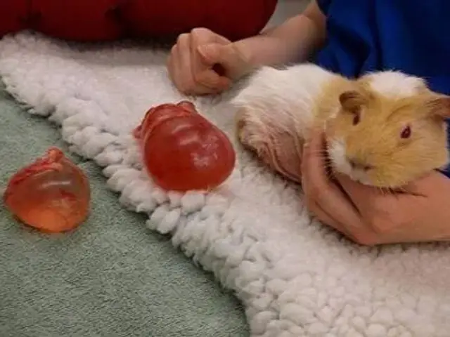 Monster Pet Vet