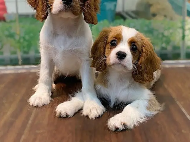Pawsome.SG