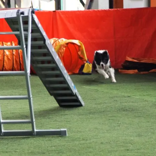 Peak Agility Training Centre