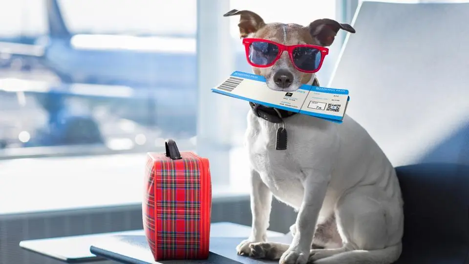 Pet Relocation Singapore