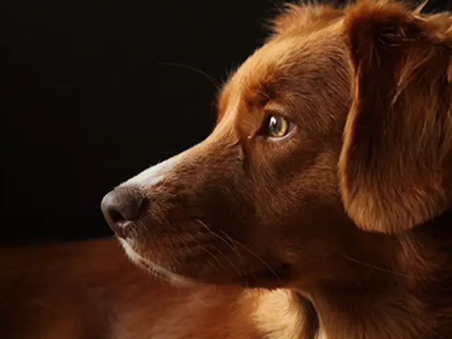 Petfolio