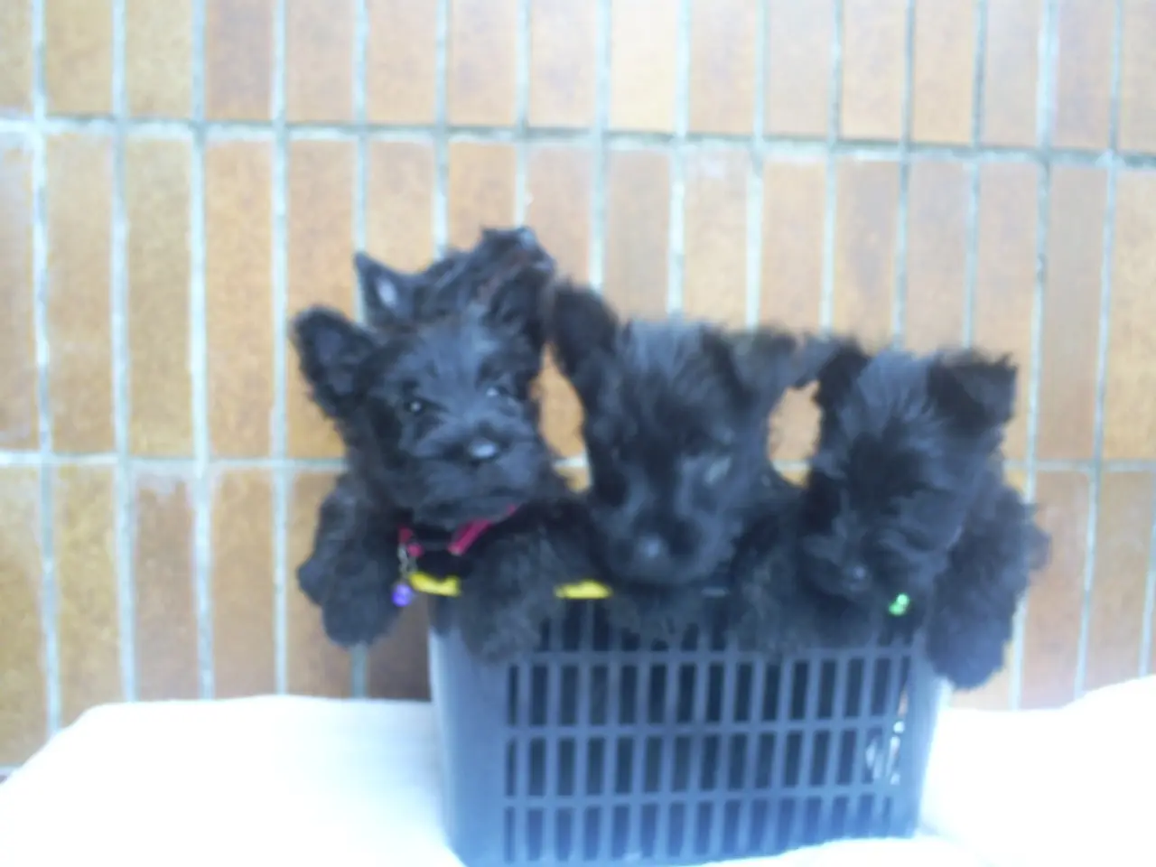 Pet's Fever.com