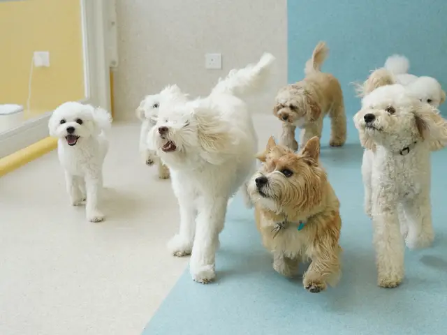 Puppy Colours