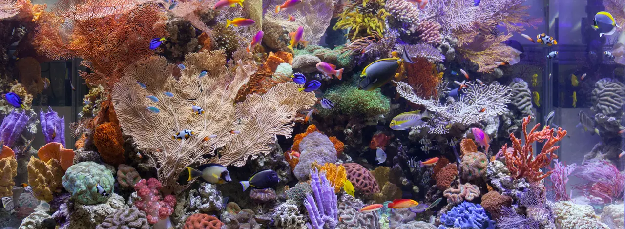 Reef Systems & Services