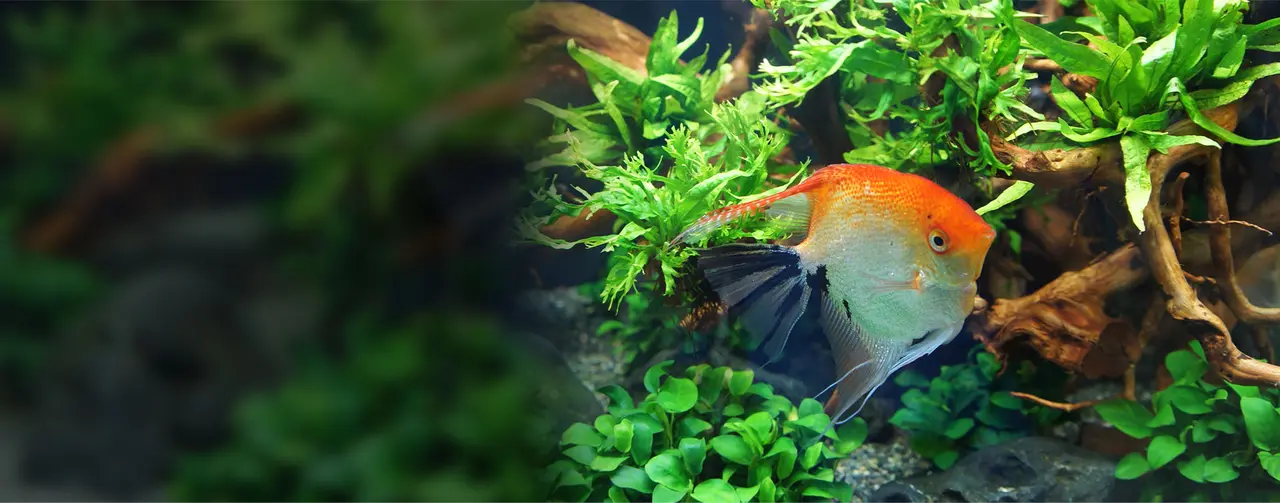 South Island Aquarium