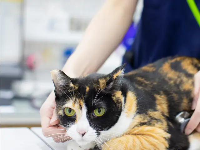 Spring Veterinary Care
