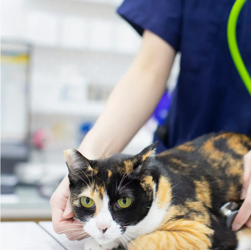 Spring Veterinary Care