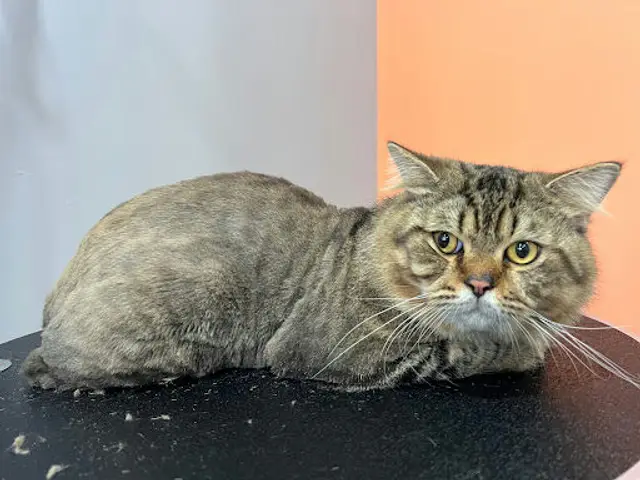 Studio Miau - Cat Grooming Singapore