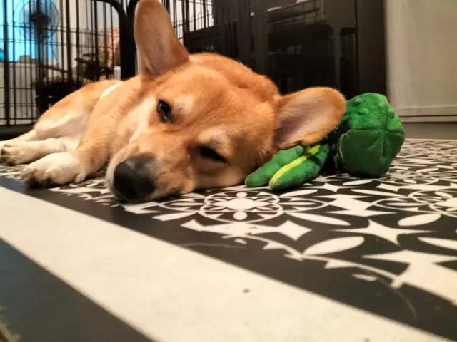 Super Cuddles