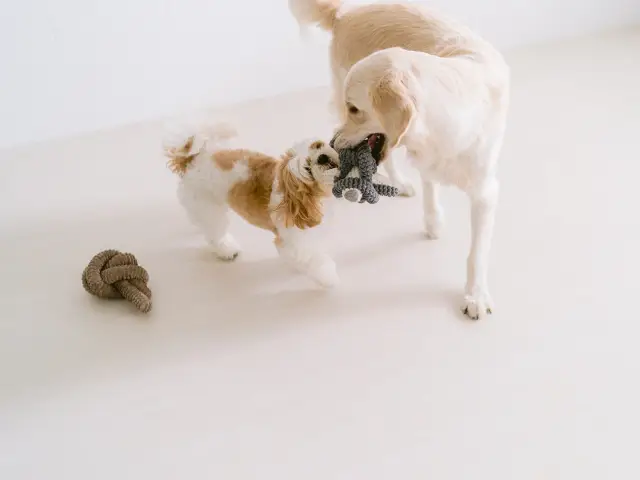 The Good Pup