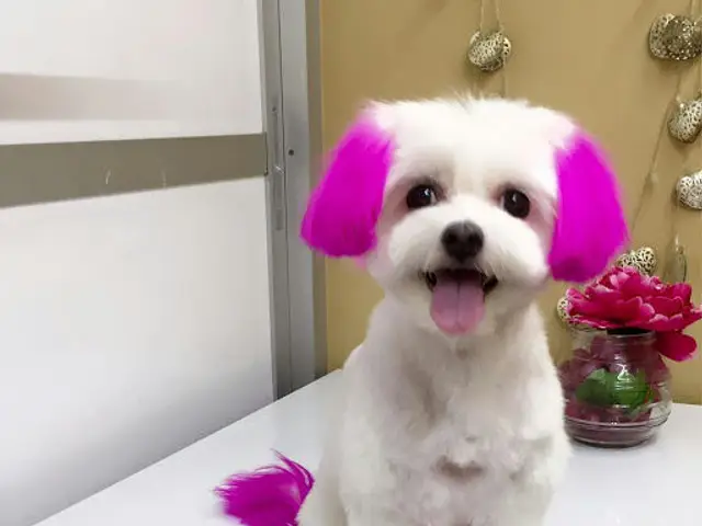 The Lovely Pets
