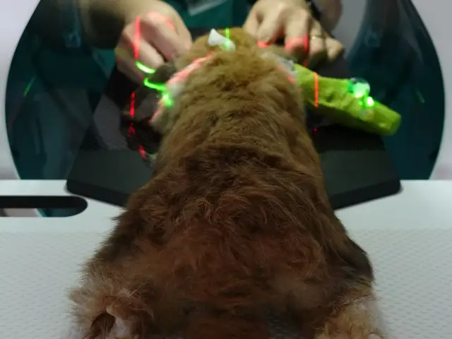 Vet Central