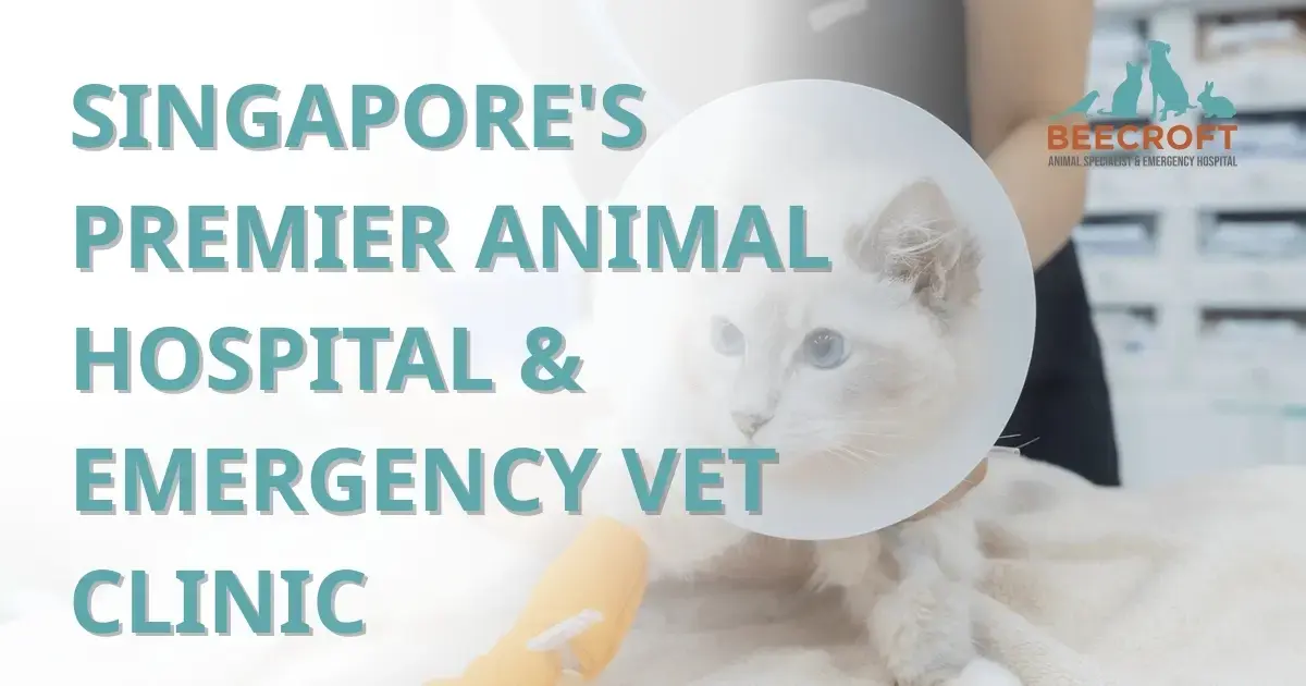 Veterinary Rehabilitation and Hydrotherapy Centre