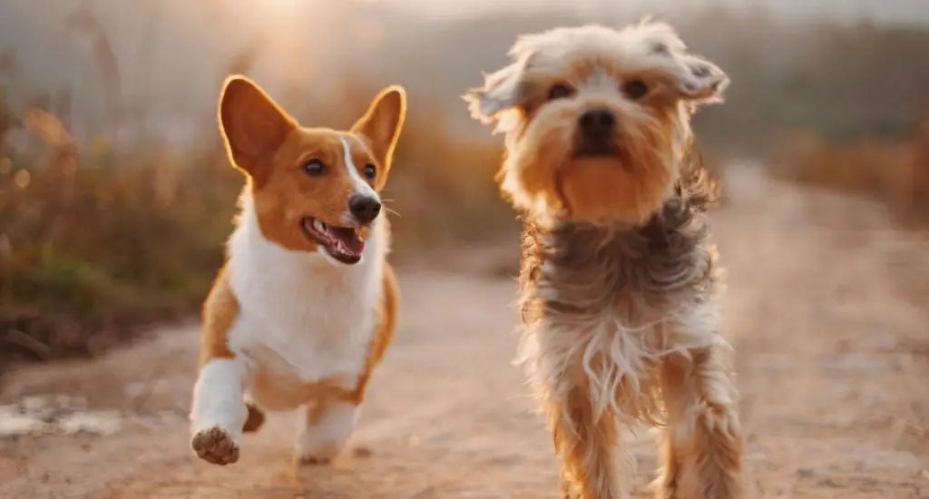 VetMedic Animal Clinic and Surgery