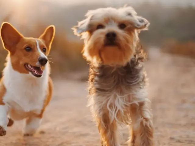 VetMedic Animal Clinic and Surgery