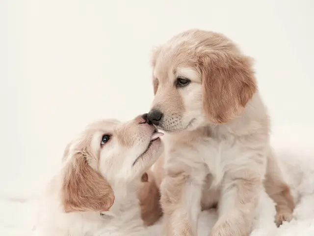Vets for Life Animal Clinic