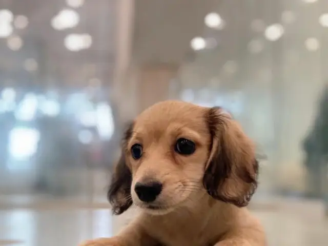 Wellfond Pets