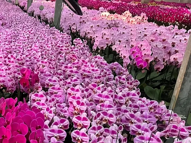 Woon Leng Nursery Pte Ltd